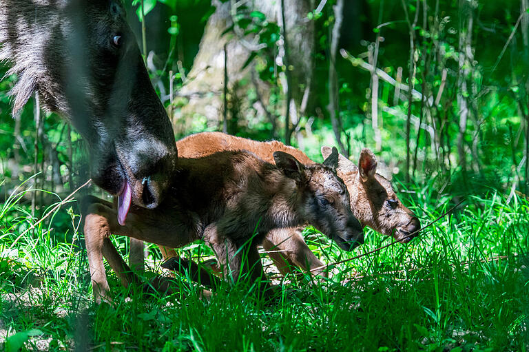 Am 6. Mai wurden im Schweinfurter Wildpark wieder Elche geboren. Die beiden Kälber haben jetzt eine neue Heimat in Mecklenburg-Vorpommern gefunden.&nbsp;