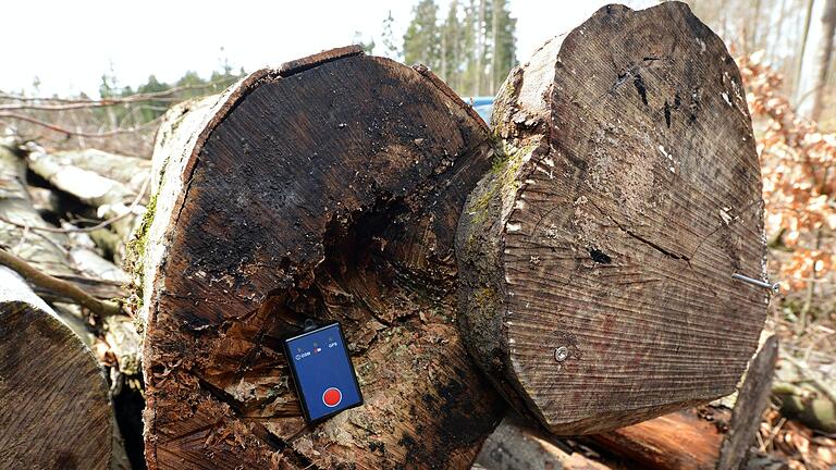 Ein GPS-Gerät, versteckt in einem ausgehöhlten Buchenstamm: Die bayerischen Staatsforsten setzen zunehmend auf solche Forsttracker, um ihr Holz vor Dieben zu schützen.&nbsp;