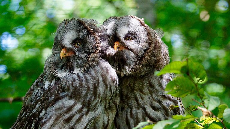 Ein verliebtes Eulenpaar im Wildpark Bad Mergentheim im Main-Tauber-Kreis. Ein verliebtes Eulenpaar im Wildpark Bad Mergentheim im Main-Tauber-Kreis.
