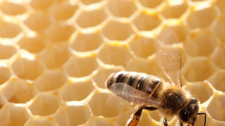 Biene auf einer Wabe.jpeg       -  Wie kann man Bienen von Wespen und Hummeln unterscheiden? In diesem Artikel finden Sie einen Vergleich der drei Insekten.