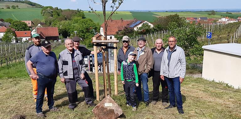 Anlässlich des 50-jährigen Bestehens stiftete der Stammtisch Grüner Baum der Gemeinde Castell einen Blauglockenbaum.&nbsp;