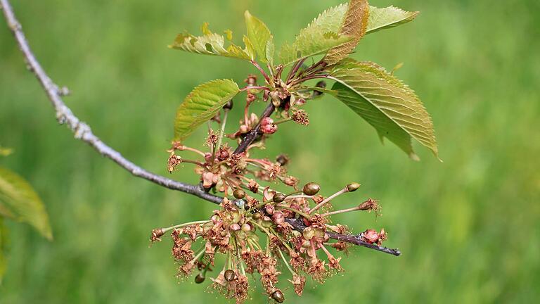 Der Spätfrost hat dieses Jahr ungeheure Schäden angerichtet, nicht nur bei diesem Kirschbaum. Ist die Blüte abgefroren, kann sie nicht bestäubt werden und sich nicht zur Frucht entwickeln.