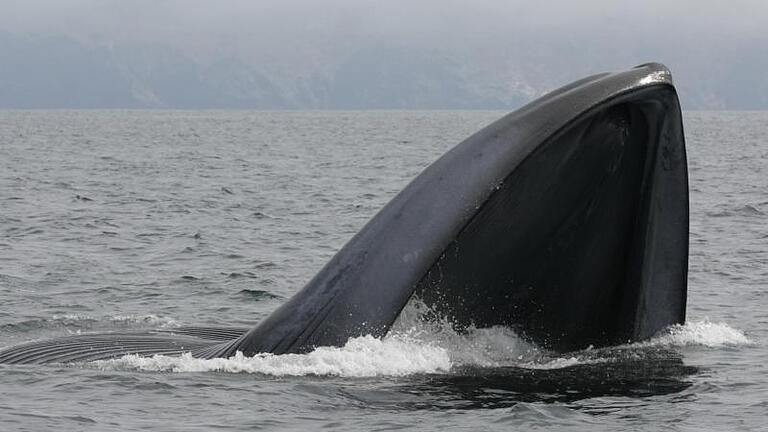 Ohrenschmalz sagt einer Studie zufolge viel über das Leben von Walen aus. Foto: John Calambokidis Ph.D., Cascadia Research       -  Blauwale erreichen in freier Wildbahn schier unglaubliche Größen. Sie sind damit nicht nur die größten Wale der Welt, sondern sogar die größten Tiere.