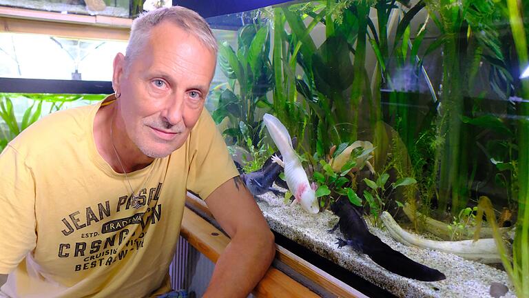 Zu bunt wird es einem nicht bei der Axolotl-Zucht: Michael Lachnitt aus Leutershausen ist seit 30 Jahren ein Freund der Schwanzlurche aus Mexiko. Beruflich vertreibt er Zubehör für Züchter und Halter.