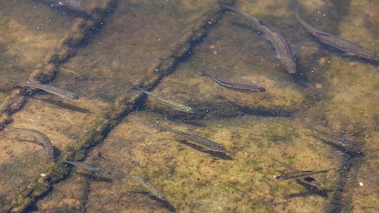 Hitze in Veitshöchheim       -  Den Fischen im Main geht der Sauerstoff aus. Symbolfoto: Patty Varasano