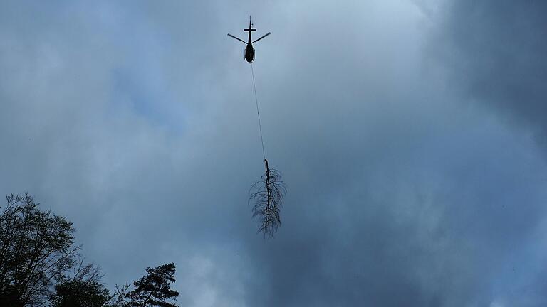 Felssicherungsarbeiten bei Laudenbach: Ein Industriehubschrauber fliegt Bäume aus und Schutzzäune an den Hang. Felssicherungsarbeiten bei Laudenbach: Ein Industriehubschrauber fliegt Bäume aus und Schutzzäune an den Hang.