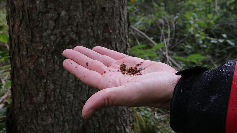 Bohrmehl am Stamm zeigt den Förstern an, ob ein Baum befallen ist.       -  Bohrmehl am Stamm zeigt den Förstern an, ob ein Baum befallen ist.