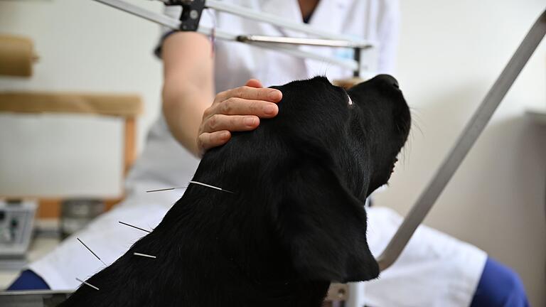 Haustier-Trend in China - Mit traditioneller chinesischer Medizin lassen sich auch Lähmungserscheinungen ohne operativen Eingriff behandeln. Haustier-Trend in China - Mit traditioneller chinesischer Medizin lassen sich auch Lähmungserscheinungen ohne operativen Eingriff behandeln.