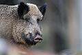 Mit Fallen will das Bundesforstamt Reußenberg die Wildschweinbestände auf den Truppenübungsplätzen in Hammelburg und Wildflecken dezimieren.