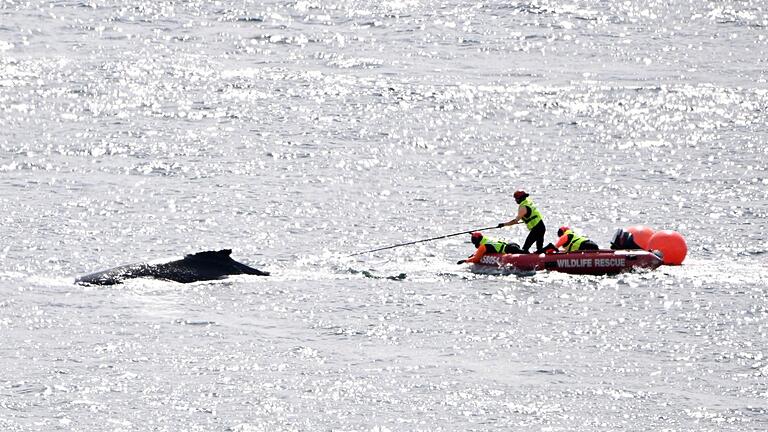 Walrettung in Australien       -  Die Rettungskräfte in Aktion: Im Hafen von Sydney konnte ein in Seilen und Bojen verhedderter Buckelwal befreit werden.