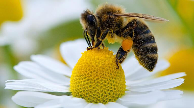 Tagsüber sammeln Bienen Blütenstaub. Erst wenn es Abend wird, bleiben die fleißigen Insekten in ihrem Bienenstock. Die Diebstähle in Wagenhausen und Pfaffendorf ereigneten sich deshalb nach Meinung von Imker Jürgen Schubert abends oder nachts. Tagsüber sammeln Bienen Blütenstaub. Erst wenn es Abend wird, bleiben die fleißigen Insekten in ihrem Bienenstock. Die Diebstähle in Wagenhausen und Pfaffendorf ereigneten sich deshalb nach Meinung von Imker Jürgen Schubert abends oder nachts.