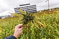 Eindeutig Cannabis auf dem Uni-Gelände: Zur Gewinnung von Haschisch oder Marihuana ist Faserhanf allerdings nicht geeignet.
