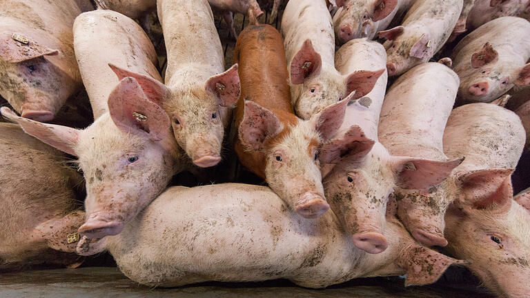 Wieder hat ein Landwirt aus dem Landkreis Würzburg bei der Schweinezucht massiv gegen tierschutzrechtliche Auflagen verstoßen (Symbolbild).