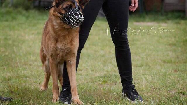 Hundetrainerinnen: 'Aggression ist erstmal nichts Schlimmes' - Hundetrainerin Sonja Klugmann. Hundetrainerinnen: 'Aggression ist erstmal nichts Schlimmes' - Hundetrainerin Sonja Klugmann.