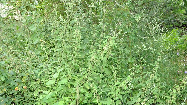 Eine wilde Brennnessel-Ecke im Garten ist gut für Mensch und Tier. Eine wilde Brennnessel-Ecke im Garten ist gut für Mensch und Tier.