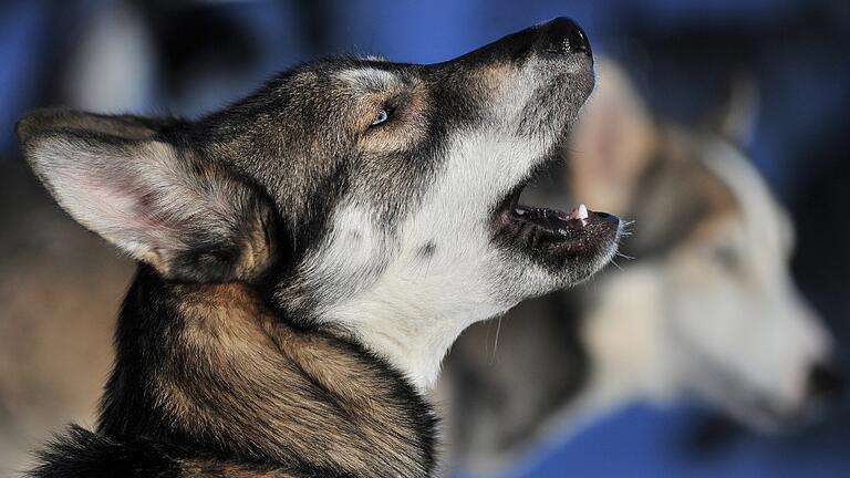 Vier Hunde, darunter zwei Huskys, haben einen Dackel in einem Kampf am Grillplatz in Heßlar tödlich verletzt.&nbsp;