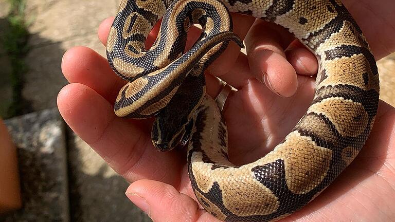 Zwei Königspythons krochen in Weikersheim auf der Straße umher. Die Tierrettung Odenwald e.V. brachte sie bei einer Schlangenexpertin unter.