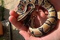 Zwei Königspythons krochen in Weikersheim auf der Straße umher. Die Tierrettung Odenwald e.V. brachte sie bei einer Schlangenexpertin unter.