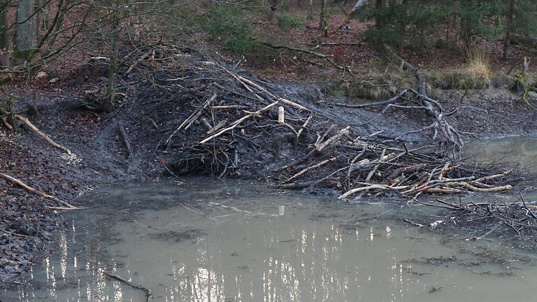 Burgenbauer: Acht Meter lang, fünf Meter breit ist der Biberbau im Biotop 'Wotansborn' bei Fabrikschleichach. Der Eingang liegt normalerweise unter der Wasseroberfläche, ist hier wegen des im Herbst abgelassenen Wassers allerdings sichtbar geworden.&nbsp;