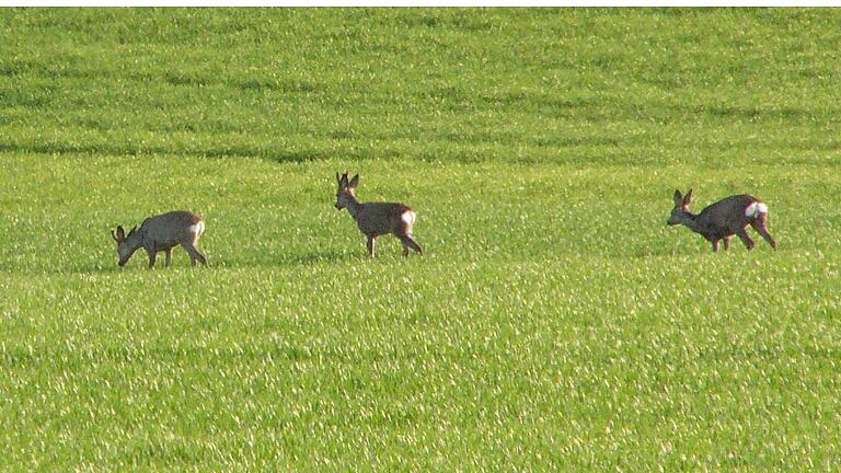 Äsende Rehe. Äsende Rehe.