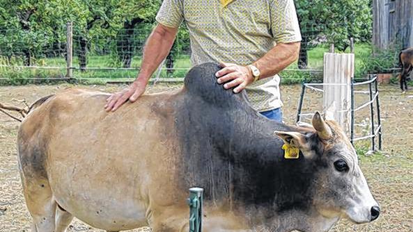 Vertraut: Sauerhammer und sein Zebu-Bulle.