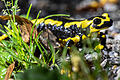 Wie steht es um die Gesundheit der seltenen Feuersalamander im Steigerwald? Momentan läuft eine wissenschaftliche Untersuchung, wie weit sich schon der gefährliche Hautpilz Bsal verbreitet hat.