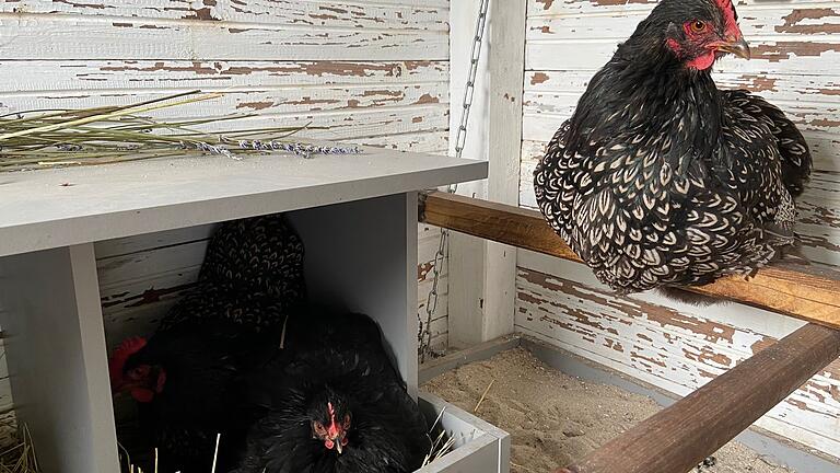 Im Baumhaus der Familie Keilholz findet jedes Huhn seinen Platz. Wenn aber die Hackordnung zuschlägt, kann es auch passieren, dass ein krankes Tier zum Aufpäppeln in Frauchens Wohnung umzieht. Im Baumhaus der Familie Keilholz findet jedes Huhn seinen Platz. Wenn aber die Hackordnung zuschlägt, kann es auch passieren, dass ein krankes Tier zum Aufpäppeln in Frauchens Wohnung umzieht. 