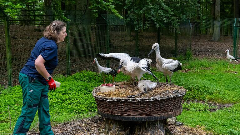 Im Schweinfurter Wildpark gibt es drei Storchenjunge. Tierpflegerin Nicole Metzger versorgt sie mit Futter.&nbsp;