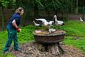 Im Schweinfurter Wildpark gibt es drei Storchenjunge. Tierpflegerin Nicole Metzger versorgt sie mit Futter.&nbsp;