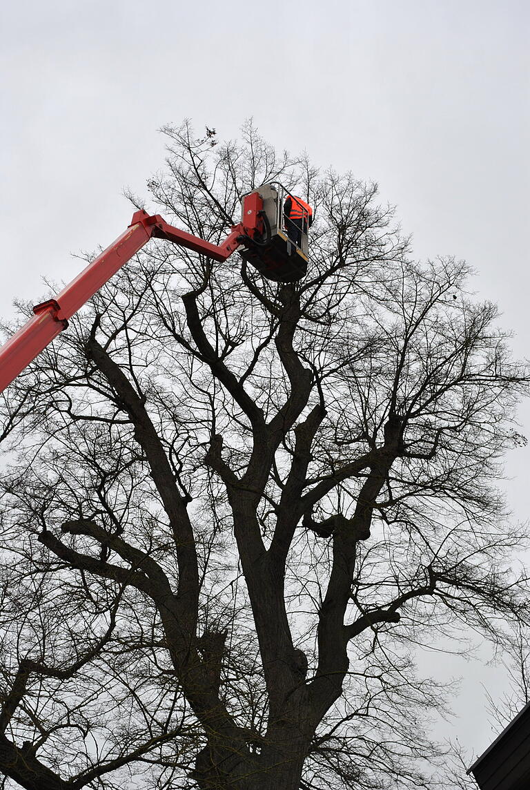 Mit Hilfe eines Spezialkrans schaute sich Fachberater Georg Hansul den Baum von oben an. Mit Hilfe eines Spezialkrans schaute sich Fachberater Georg Hansul den Baum von oben an.