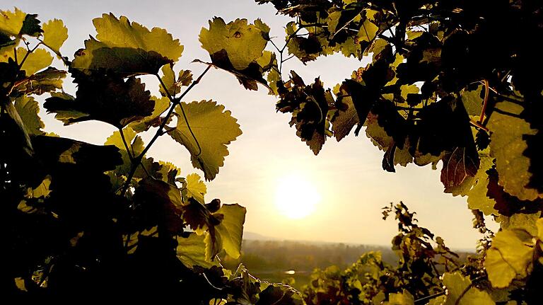 Der Weinwanderweg Abt-Degen-Steig führt von Zeil am Main nach Ebelsbach-Steinbach. Der Weinwanderweg Abt-Degen-Steig führt von Zeil am Main nach Ebelsbach-Steinbach.