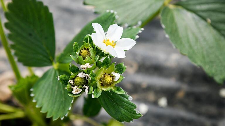 Viele freiblühende Erdbeeren sind der Frühjahrskälte zum Opfer gefallen. Anders ergeht es jenen, die unter den wettergeschützten Wandertunneln, wie hier bei Familie Stolzenberger, wachsen.