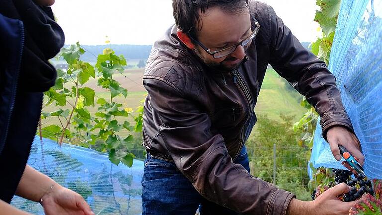 Helfende Hände bei der Weinlese