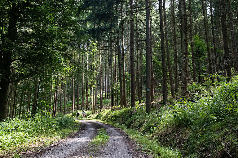 Eine Tour für Waldliebhaber.