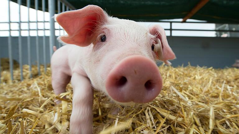 Zwölf Ferkel fallen im Grabfeld aus Tiertransporter