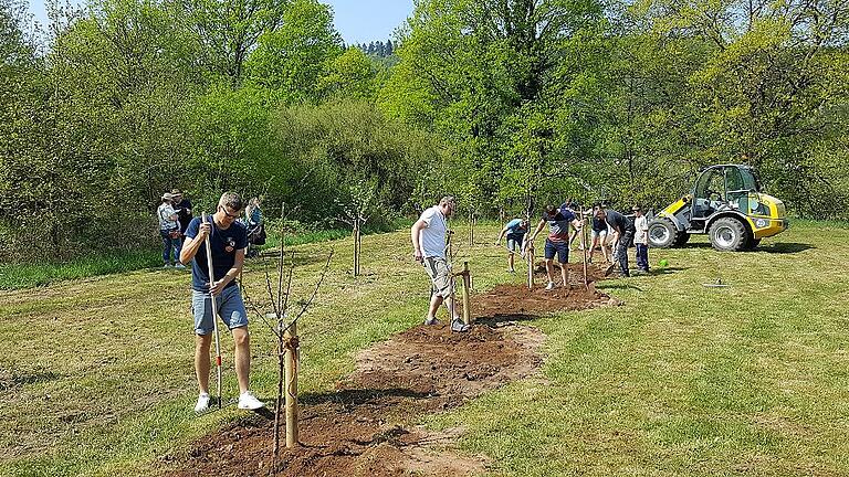 Gemeinsame Arbeit im Geburtsbaumgarten: Familien aus Kreuzwertheim pflanzten verschiedene Obstbäume.