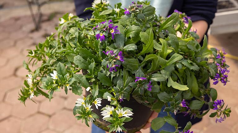 Die Fächerblume ist eine pflegeleichte Pflanze mit langer Blütezeit und großer Sortenvielfalt. Die Fächerblume ist eine pflegeleichte Pflanze mit langer Blütezeit und großer Sortenvielfalt.