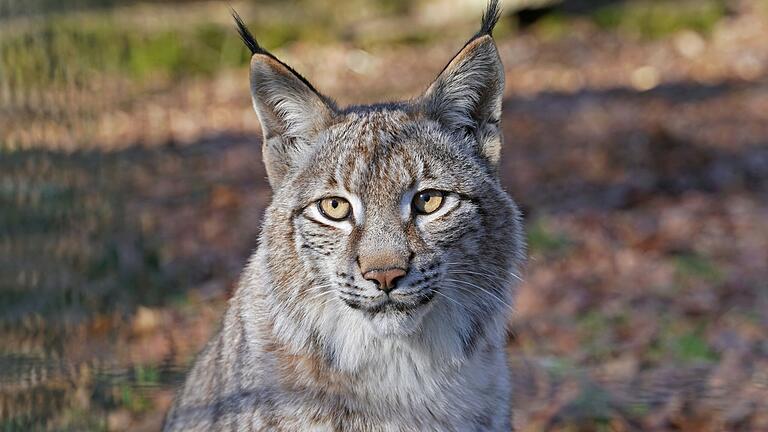  Hedwig lebt im Luchsland im Schweinfurter Wildpark Hedwig lebt im Luchsland im Schweinfurter Wildpark 