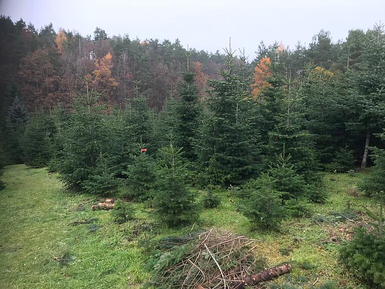 Weihnachtsbäume auf der Plantage von Walter Kresser in Dankenfeld: Auch der Wald im Hintergrund ist voll von großen Nadelbäumen. Doch Waldbäume werden im Steigerwald nicht als Christbäume verkauft.