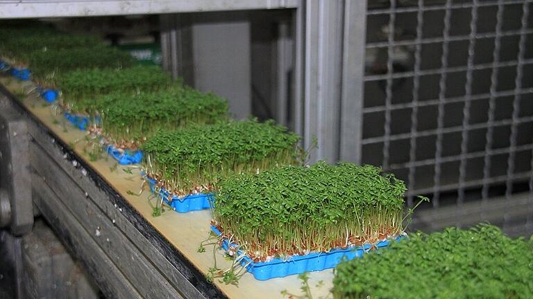 Gesundes aus der Region: Etwa 220.000 bis 250.000 Schalen Kresse werden bei „Bio-Maintalkresse“ von Elmar und Margit Gimperlein in Albertshofen pro Woche produziert. Wie das abläuft, darüber informierte sich Agrarministerin Michaela Kaniber kürzlich. Sie nutzte die Gelegenheit auch, um sich mit örtlichen Betriebsinhabern über die aktuellen Probleme im Gartenbau auszutauschen. Fotos: Daniela Röllinger Gesundes aus der Region: Etwa 220.000 bis 250.000 Schalen Kresse werden bei „Bio-Maintalkresse“ von Elmar und Margit Gimperlein in Albertshofen pro Woche produziert. Wie das abläuft, darüber informierte sich Agrarministerin Michaela Kaniber kürzlich. Sie nutzte die Gelegenheit auch, um sich mit örtlichen Betriebsinhabern über die aktuellen Probleme im Gartenbau auszutauschen. Fotos: Daniela Röllinger
