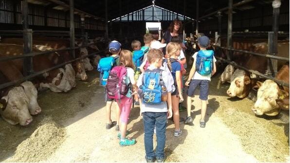 Wo kommt eigentlich die Milch her? Schüler wie hier letzten Sommer von der Grundschule Steinfeld (Lkr. Main-Spessart), werden künftig verpflichtet, in Projekt-Wochen etwa auf einem Bauernhof mehr Alltagskompetenzen zu erlernen.