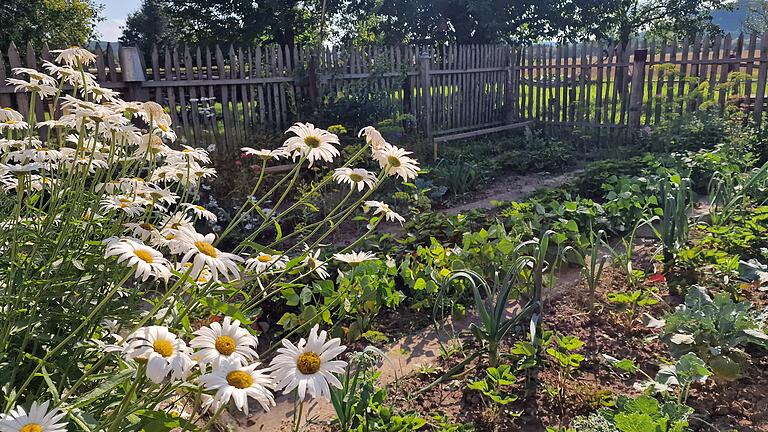Einen typischen Bauerngarten bewirtschaftet Christian Volpert. - Einen typischen Bauerngarten bewirtschaftet Christian Volpert. Einen typischen Bauerngarten bewirtschaftet Christian Volpert. - Einen typischen Bauerngarten bewirtschaftet Christian Volpert.