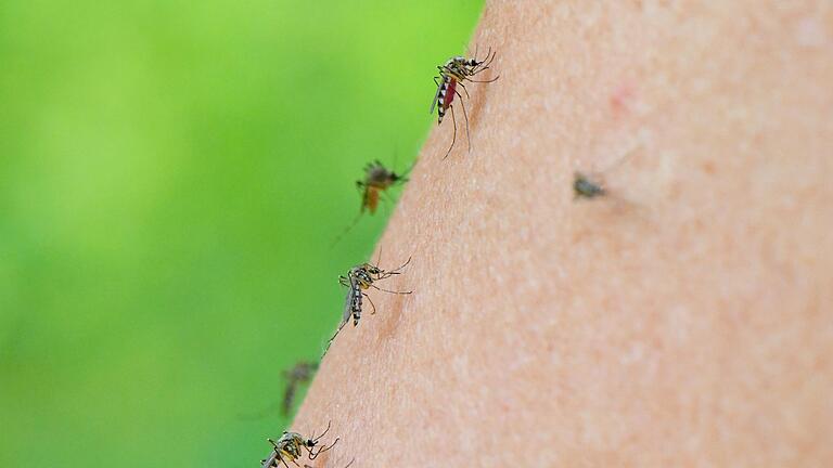 Mehrere Mücken der Art Aedes vexans (auch 'Rheinschnake', eine heimische Überschwemmungsmücke) auf dem Arm einer Frau