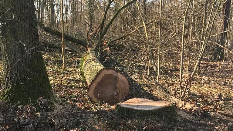 Mit dem Fällen der als Reißlein bezeichneten Eichen wurde die diesjährige Holzernte im Gnodstadter Mittelwald abgeschlossen.