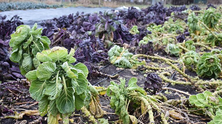 Der Rosenkohl ist zwar Geschmackssache, aber ein Vitaminlieferant erster Güte. Bei der SoLaWi wird Rosenkohl in Grün und in Rot angebaut. Obwohl die Pflanzen ein wenig vom Winter gebeutelt aussehen, sind sie noch einwandfrei genießbar.&nbsp;