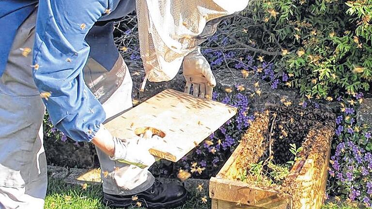 Husch husch, ins Schächtelchen: Den Bienenschwarm nebst Gehölzteilen verstaute der sachkundige Feuerwehrmann aus Dittelbrunn im mitgebrachten Holzkistlein.