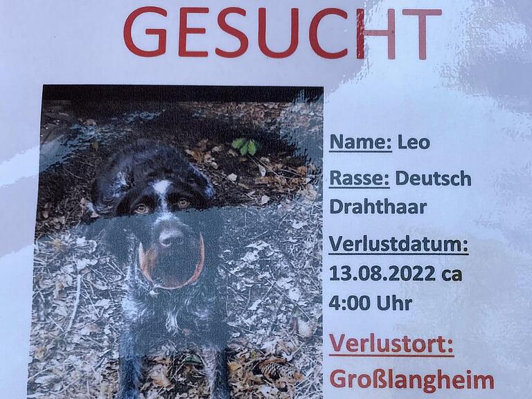 Jagdhund Leo aus Großlangheim war eine ganze Woche verschwunden. Jagdhund Leo aus Großlangheim war eine ganze Woche verschwunden.