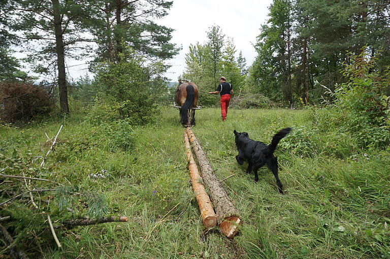 Waldarbeiten: Igor zieht, der Hund passt auf. Waldarbeiten: Igor zieht, der Hund passt auf.