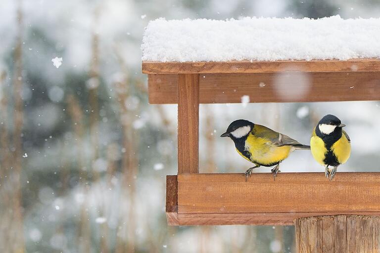 Über ein sauberes, gut mit Futter gefülltes Vogelhäuschen freuen sich die Tiere.