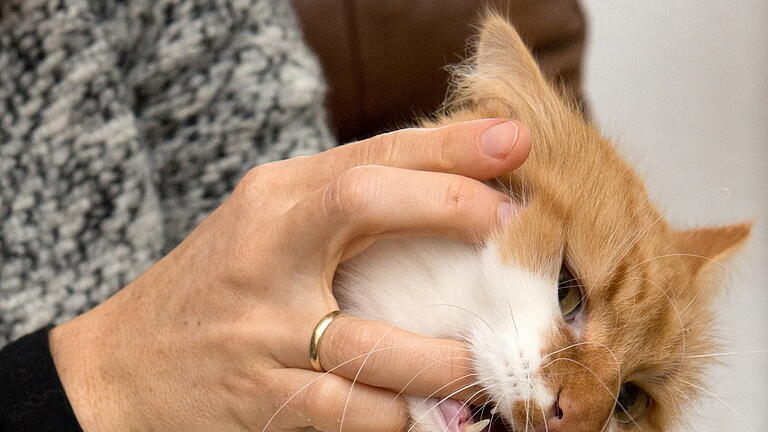 0002205709.jpg       -  Nach einem Katzenbiss sollten Menschen zum Arzt gehen.